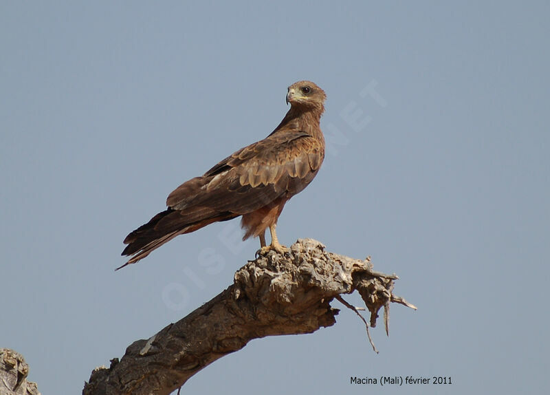 Black Kite