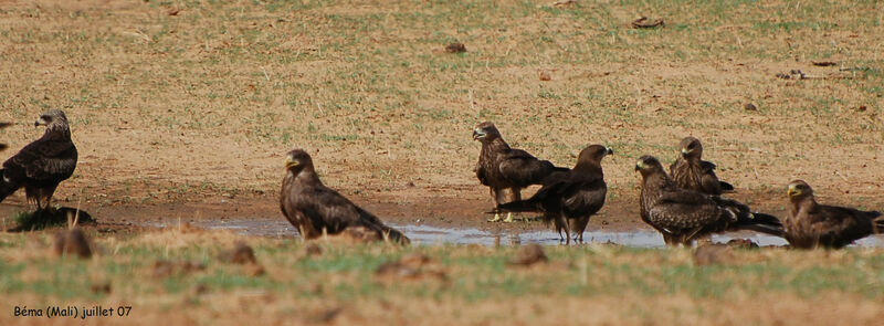 Black Kite