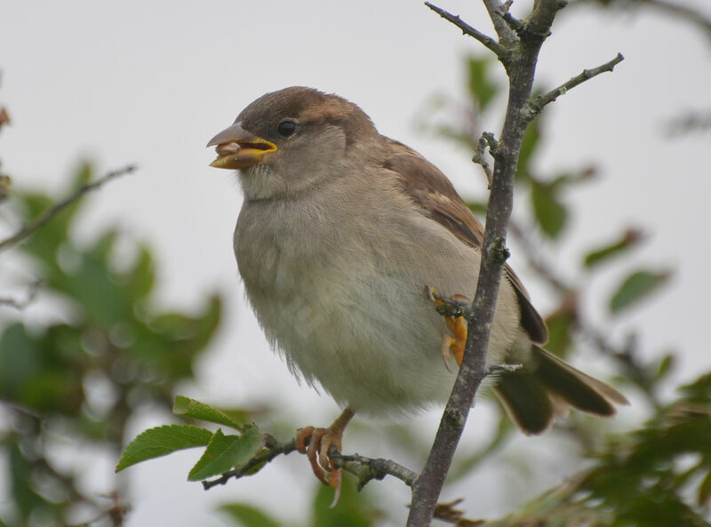 House Sparrowimmature, identification