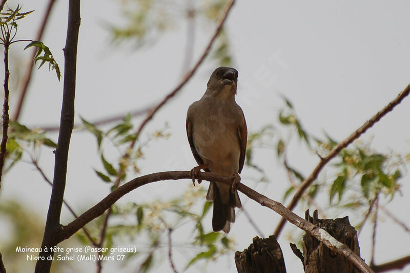 Northern Grey-headed Sparrow male adult