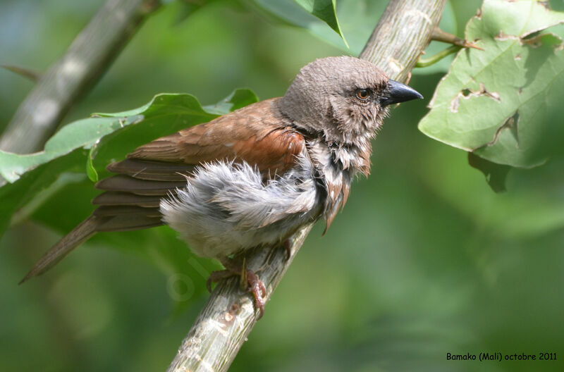 Moineau grisadulte, identification