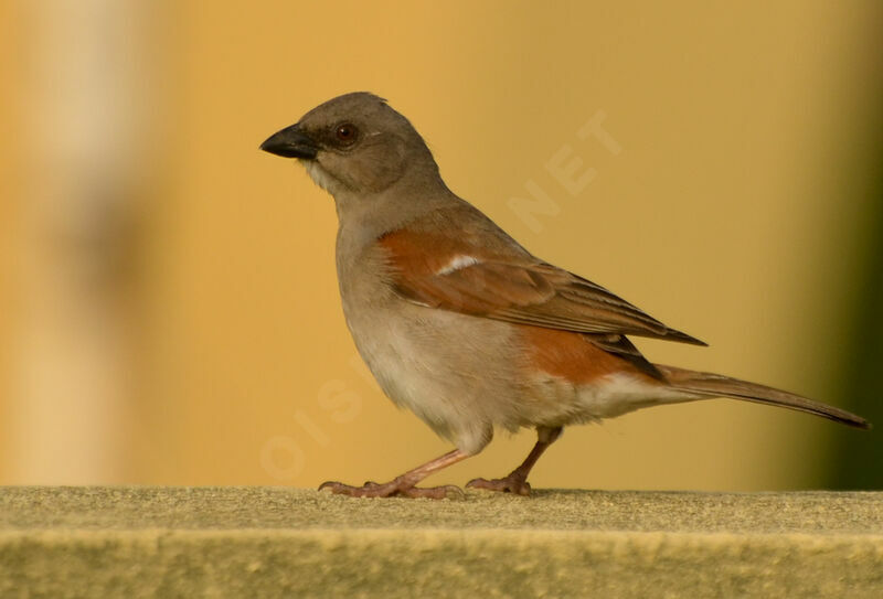 Moineau grisadulte