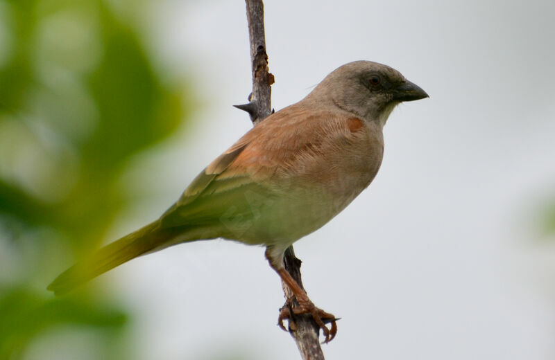 Northern Grey-headed Sparrowadult, identification