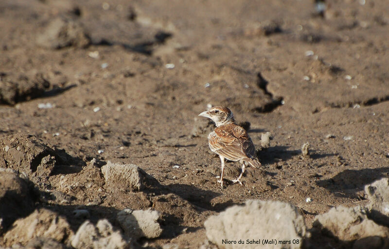 Chestnut-backed Sparrow-Larkimmature