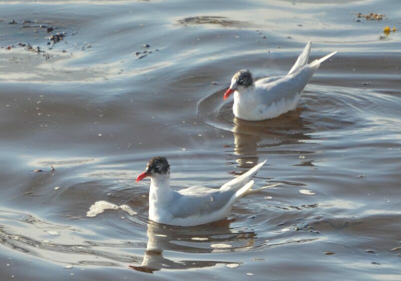 Mouette mélanocéphale