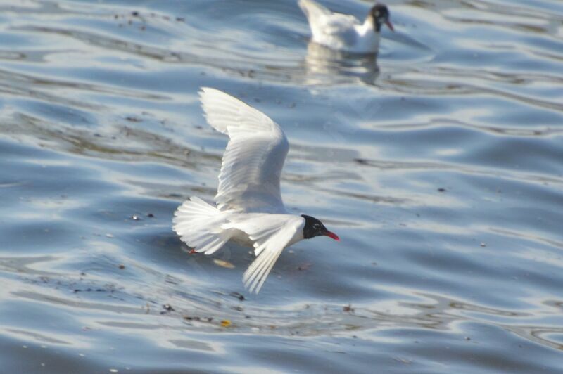 Mediterranean Gull