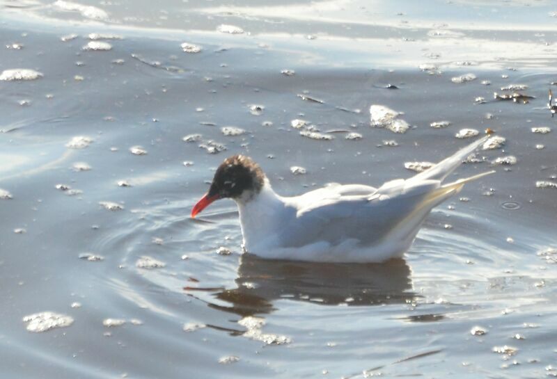 Mouette mélanocéphale