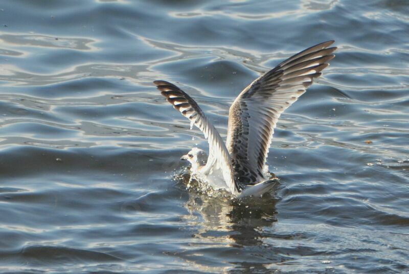 Mouette mélanocéphale1ère année, identification