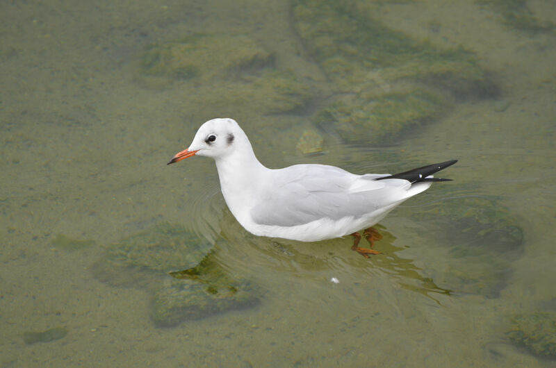 Mouette rieuseadulte internuptial