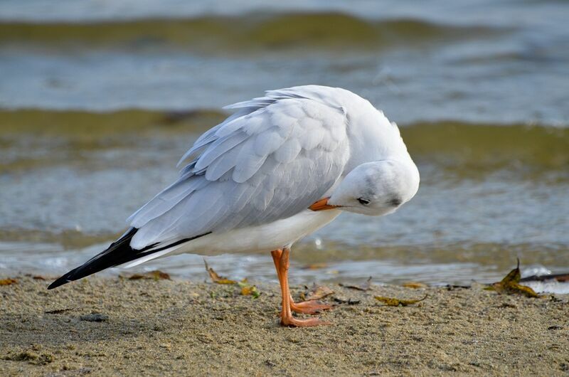 Mouette rieuseadulte, identification