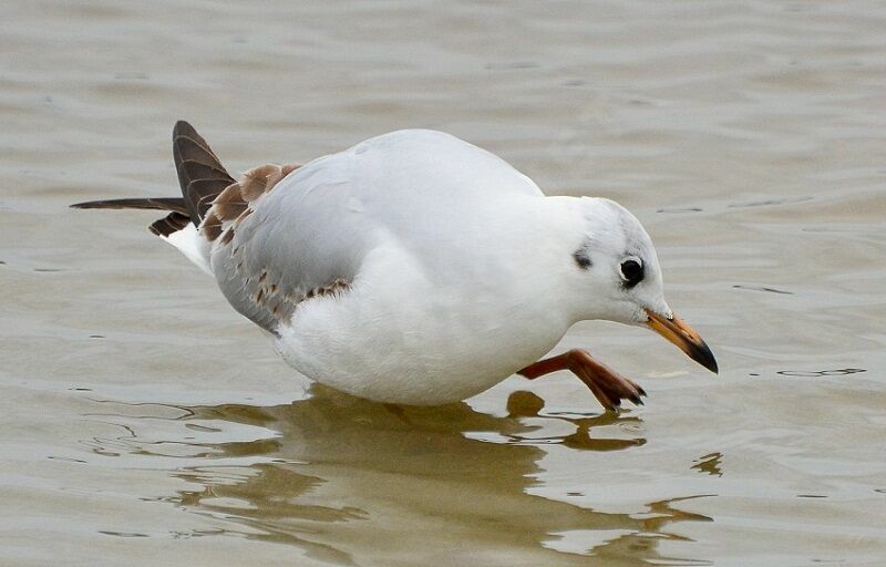 Mouette rieuseimmature