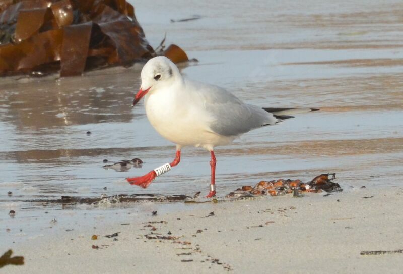 Black-headed Gulladult