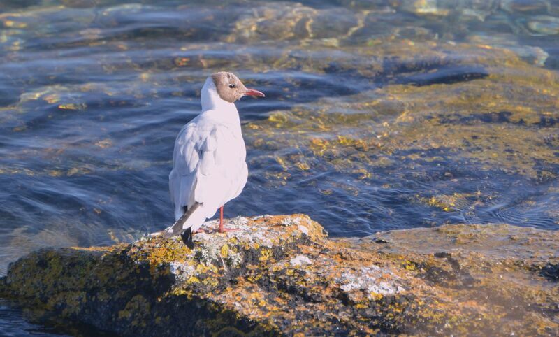 Black-headed Gull