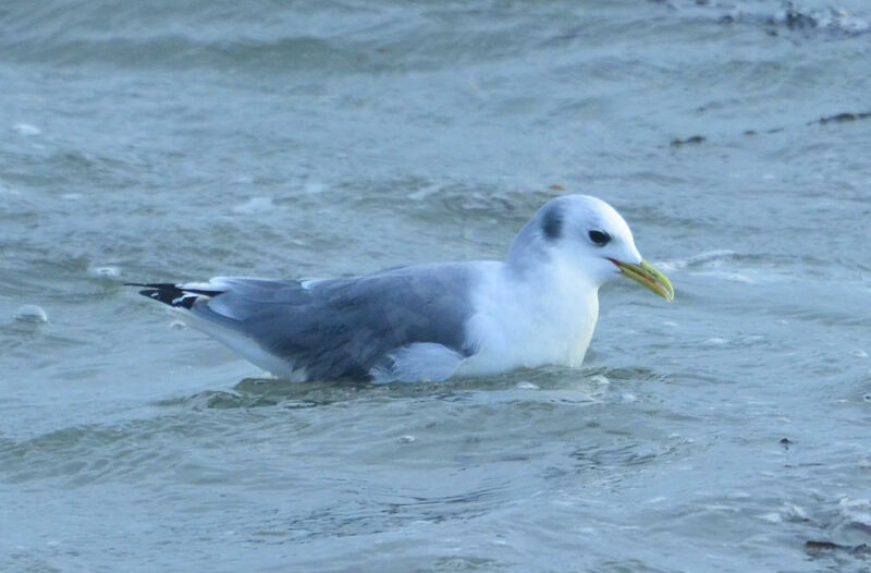 Black-legged Kittiwakeadult