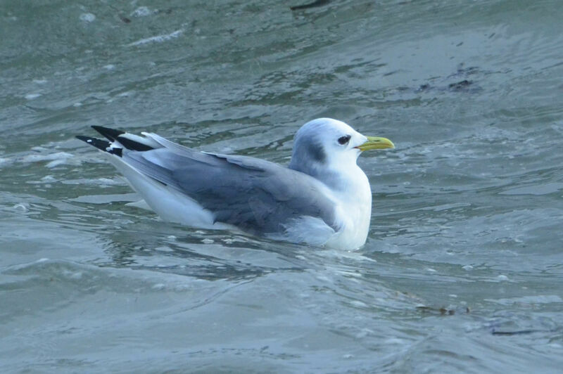 Black-legged Kittiwakeadult