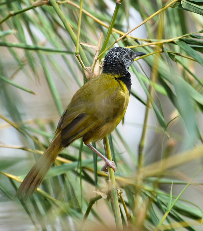 Oriole Warbleradult, identification