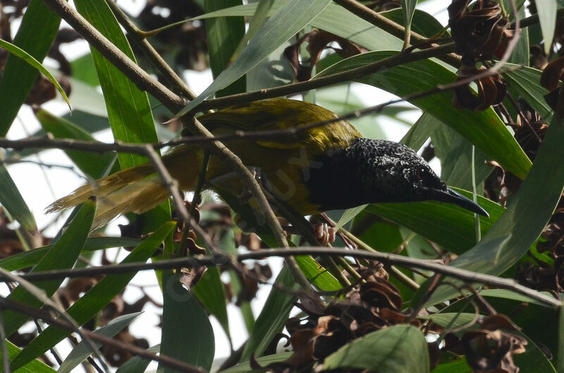 Noircap loriotadulte, identification