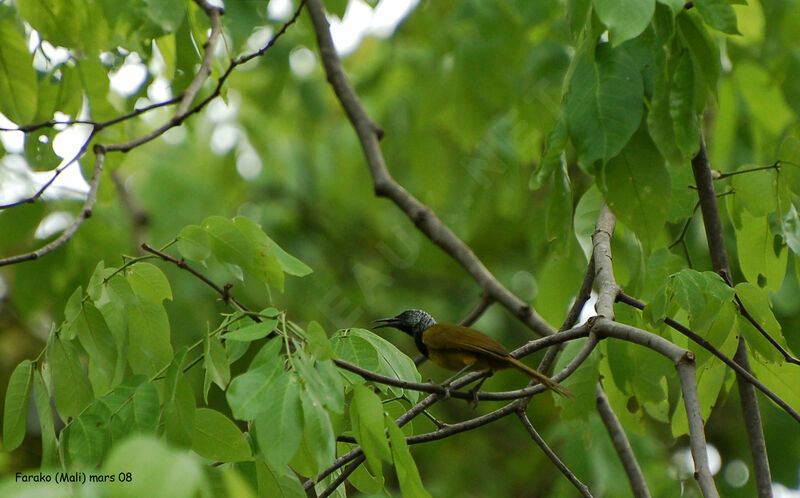 Oriole Warbler