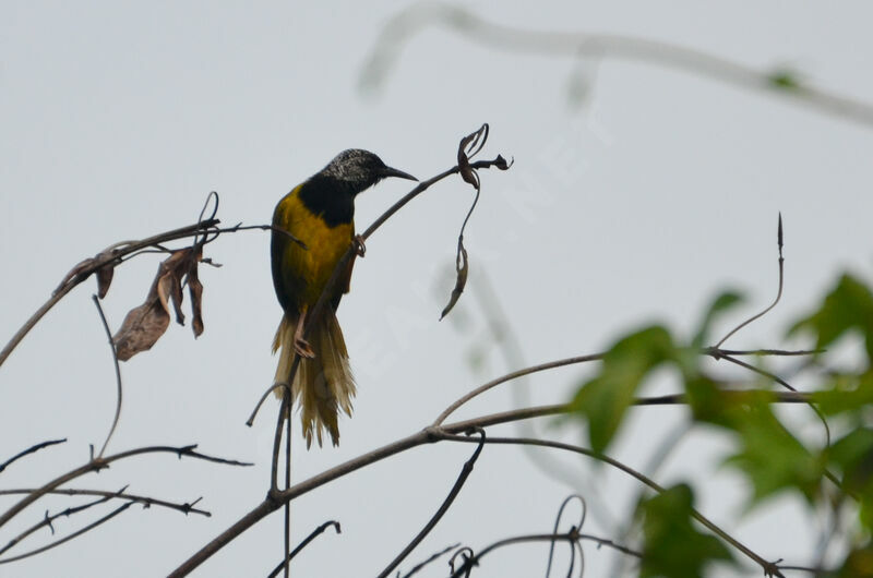 Oriole Warbleradult