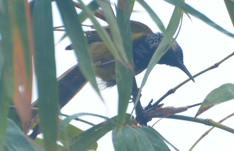 Oriole Warbleradult post breeding