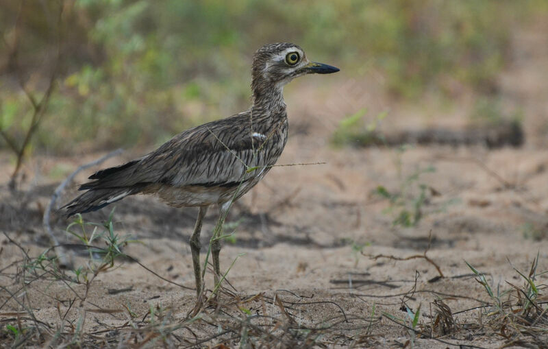 Oedicnème du Sénégalimmature, identification