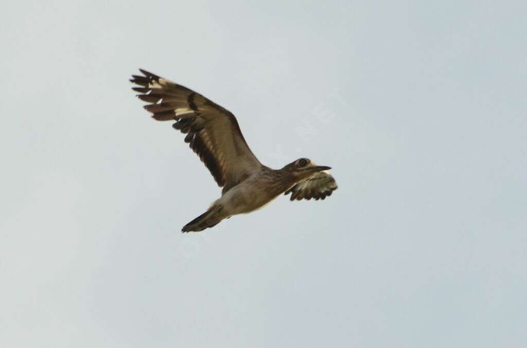 Senegal Thick-knee, Flight