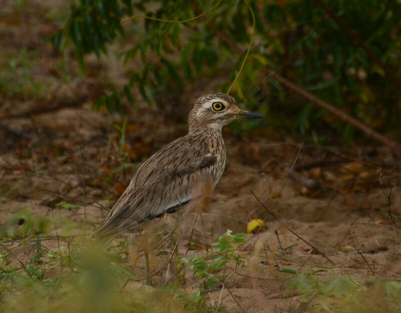 Oedicnème du Sénégaladulte, identification