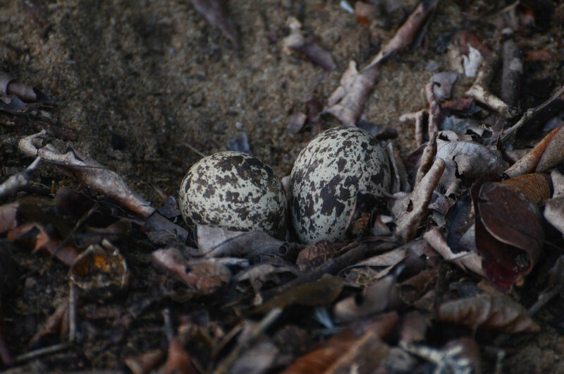 Senegal Thick-knee, Reproduction-nesting