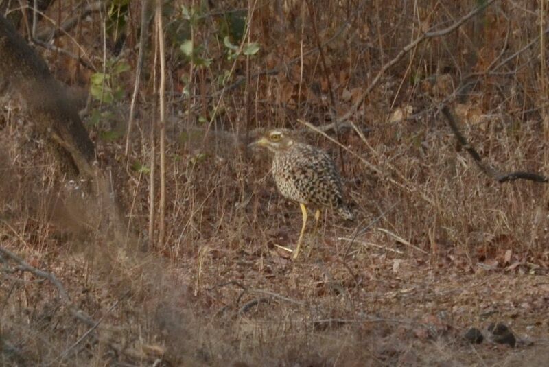 Spotted Thick-knee