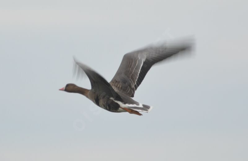 Greater White-fronted Goose, Flight