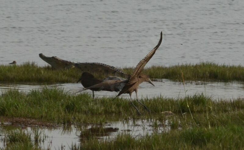 Hamerkop