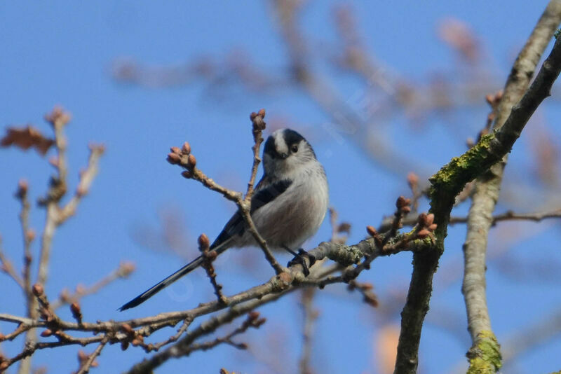 Long-tailed Titadult