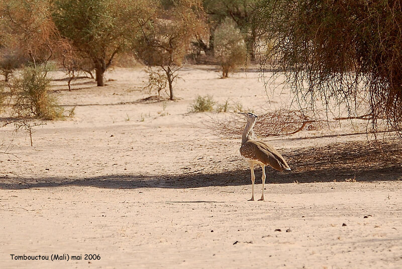 Arabian Bustard