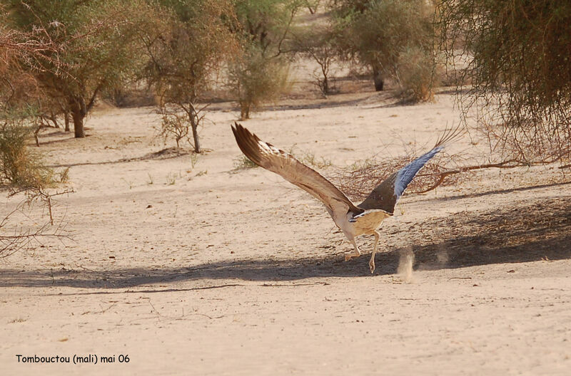 Arabian Bustard