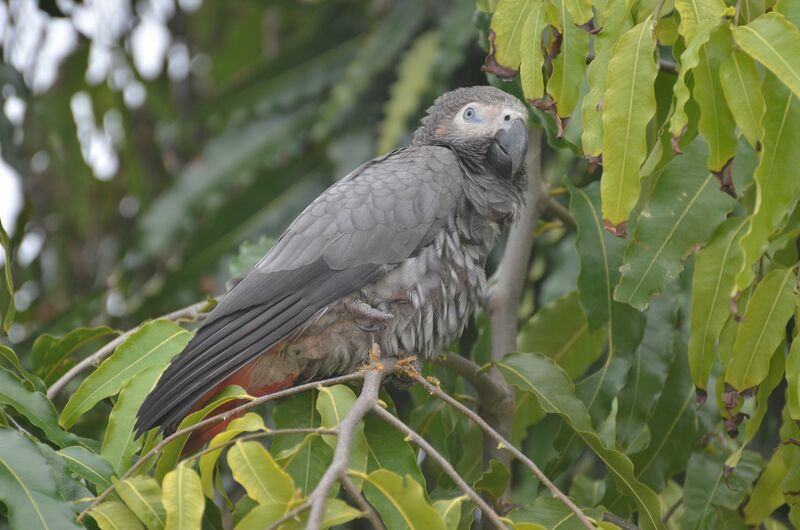 Grey Parrotadult, identification