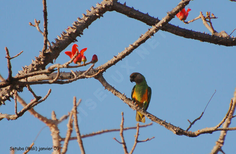 Senegal Parrot, identification