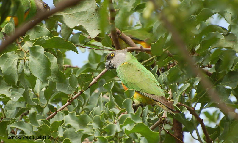 Senegal Parrot