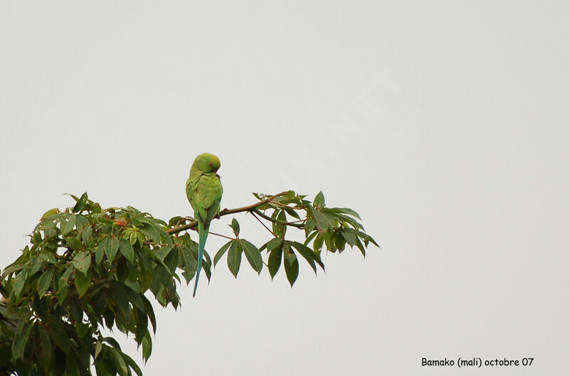 Rose-ringed Parakeetadult