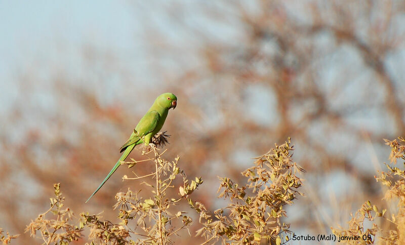 Rose-ringed Parakeetadult