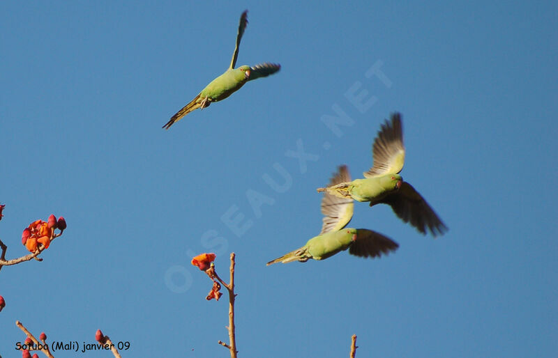 Rose-ringed Parakeet