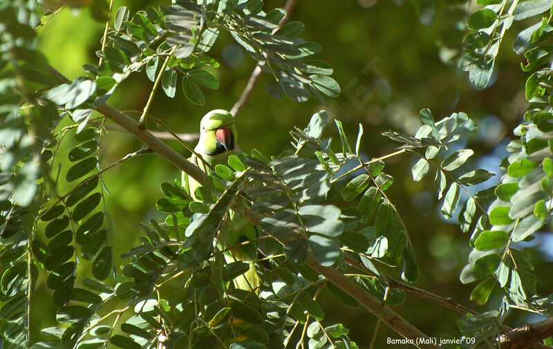 Rose-ringed Parakeet