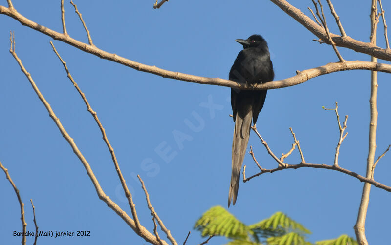 Piapiac africainadulte, identification