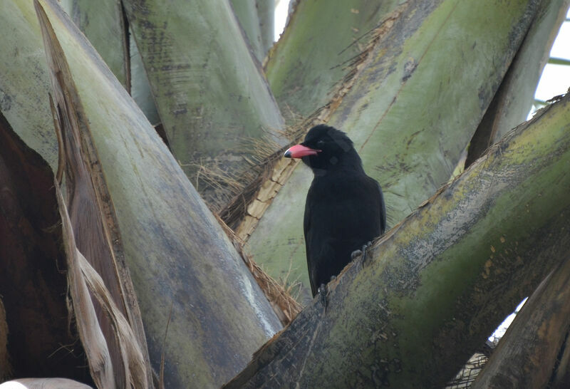 Piapiac africainimmature, identification