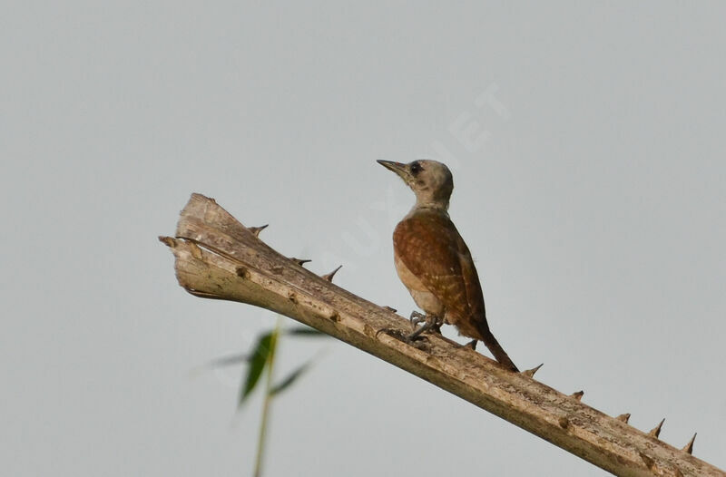 African Grey Woodpecker female adult