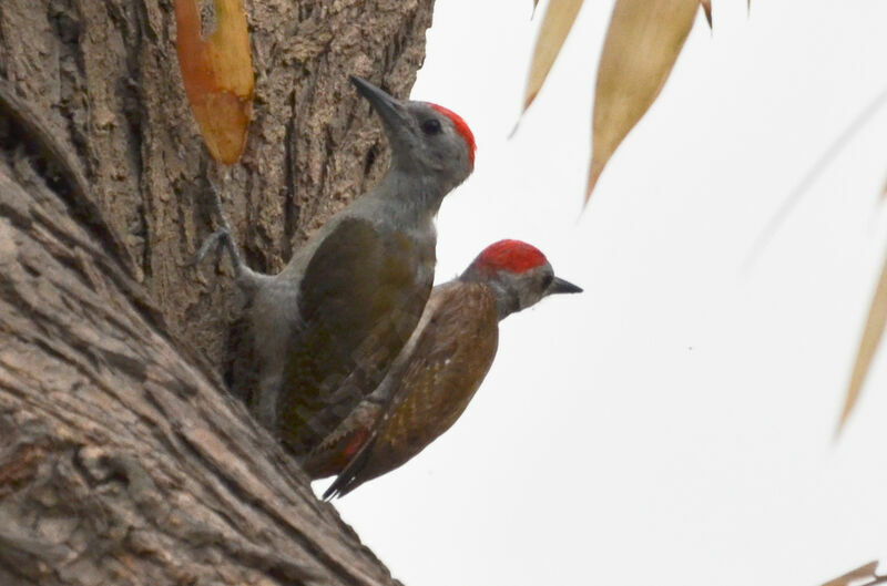 African Grey Woodpecker