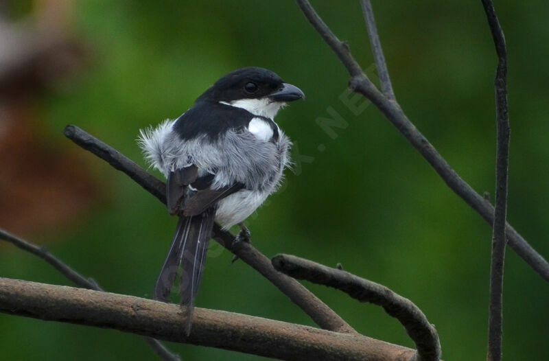 Pie-grièche à dos noiradulte nuptial, identification