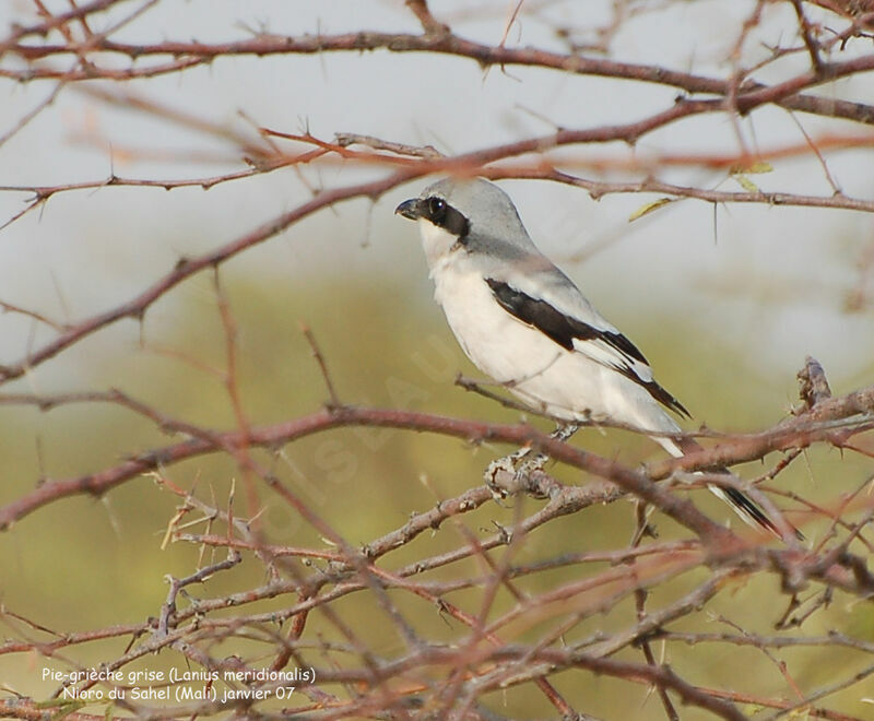 Great Grey Shrikeadult post breeding