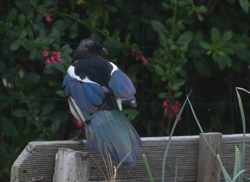 Eurasian Magpie, aspect