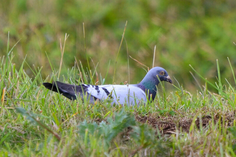 Pigeon bisetadulte