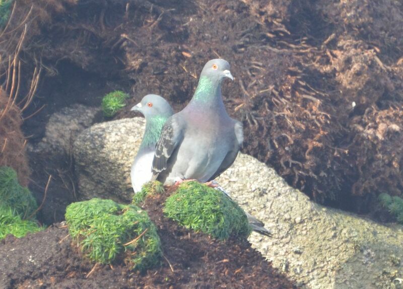 Pigeon bisetadulte